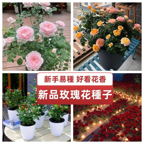 陽台可以種玫瑰花嗎|【玫瑰種植陽台】陽台玫瑰種植奇招！小陽台也能讓玫瑰花盛開！。